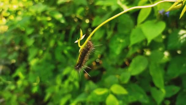 Caterpillar Black Brown Leaf Twig Hijo Garden — Stock Video