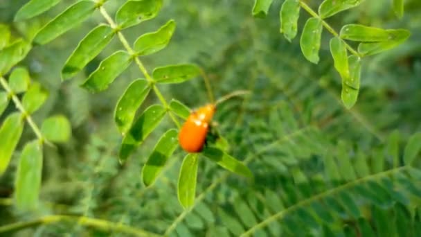 Tipo Animal Saltamontes Color Naranja Hojas Verdes Jardín — Vídeo de stock