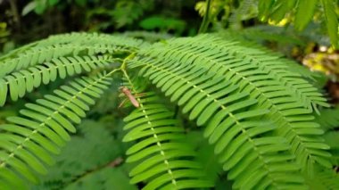 Vahşi yaşam yeşili yeşil yaprak 