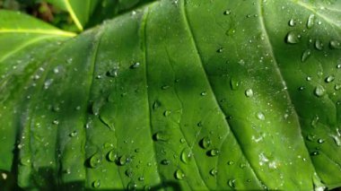 Vahşi yaşam yeşili yeşil yaprak 