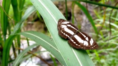 Siyah ve beyaz kelebekler yeşil bahçelerde...