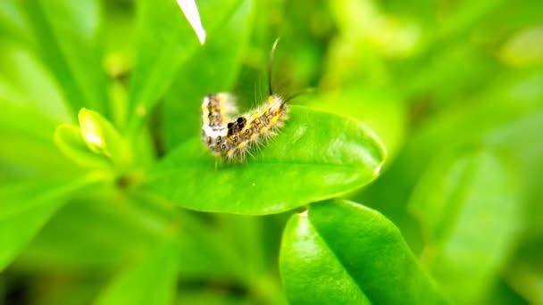 Caterpillar Yellow Black Blur Green Leaves — Stock Video