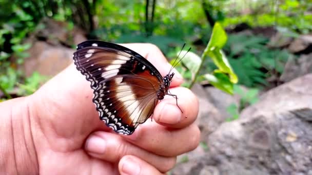 Czarne Białe Motyle Żyją Zielonych Ogrodach — Wideo stockowe