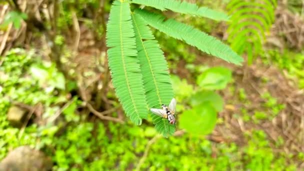 Caterpillar Yellow Black Blur Green Leaves — Stock Video