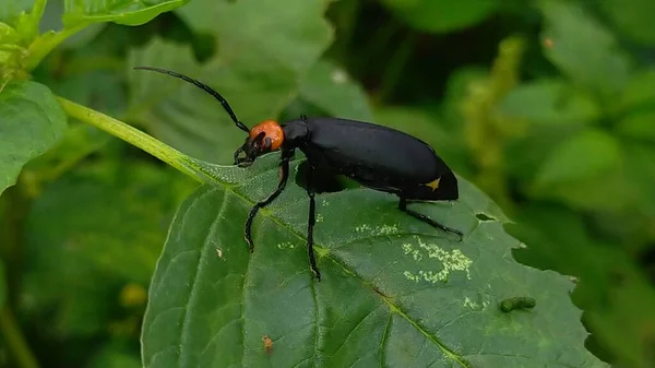 Yaprağın Üzerindeki Kara Böcek — Stok fotoğraf