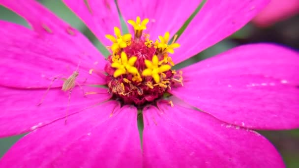 新鲜天然红花绿叶 — 图库视频影像