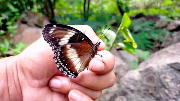 Πράσινο Φύλλο Καφέ Και Άσπρη Πεταλούδα Στον Κήπο — Αρχείο Βίντεο