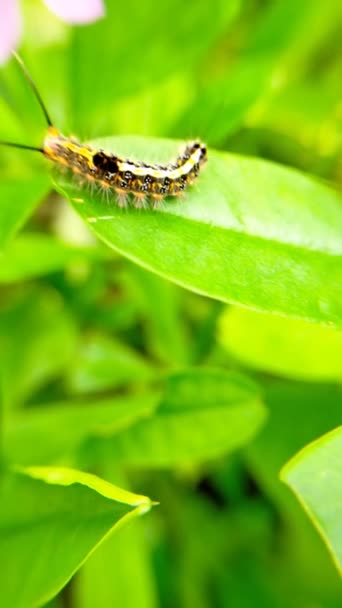 Black Yellow Caterpillar Fresh Green Leaves — Stock Video