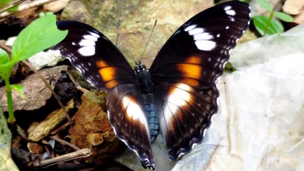 Feuille Verte Papillon Brun Blanc Dans Jardin — Video