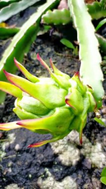 yeşil yaprak rengi ejderha meyvesi bahçedeki siyah taşın üzerinde hala olgunlaşmamış. 