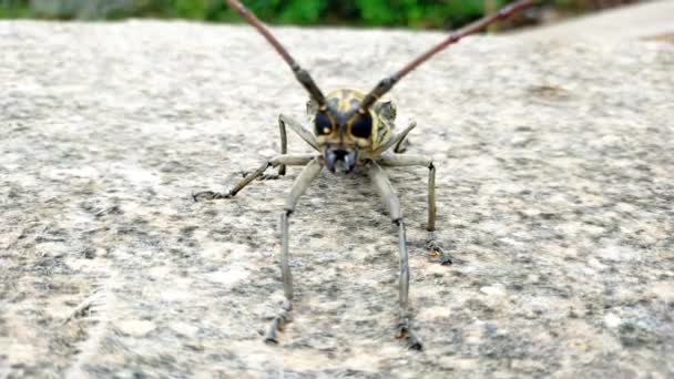 Böcek Makrosu Doğa Arkaplanı — Stok video