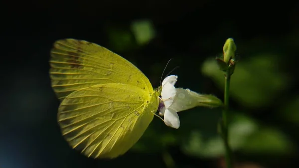Hermosa Mariposa Sobre Fondo Negro — Foto de Stock