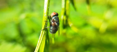 Vahşi doğada böceğe yakın çekim