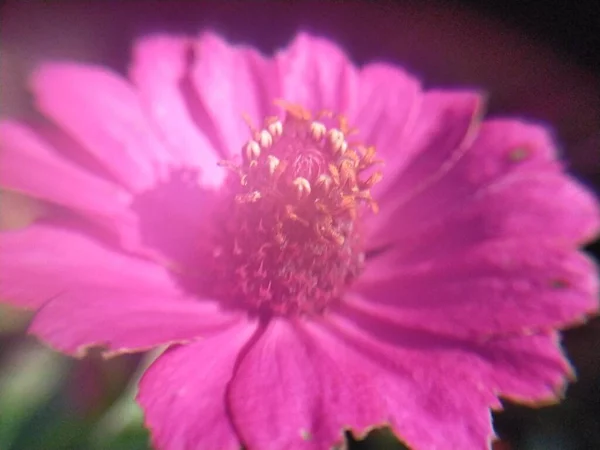 花园里美丽的粉红花朵 — 图库照片