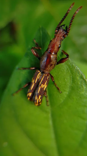 Visão Macro Bug Natureza — Fotografia de Stock