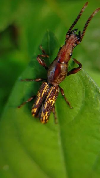 Macro Una Avispa Insecto Araña Bosque — Foto de Stock