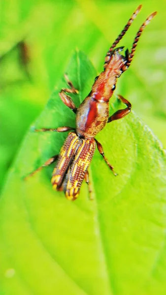 一只蜘蛛在绿色甲虫中与苍蝇在花园里的特写镜头 — 图库照片