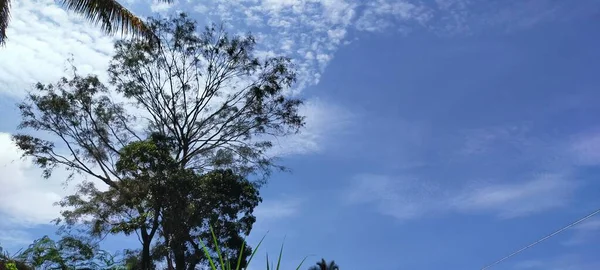Pemandangan Indah Dengan Pohon — Stok Foto