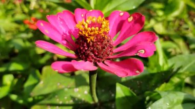 Taze kırmızı çiçekler yeşil yapraklar