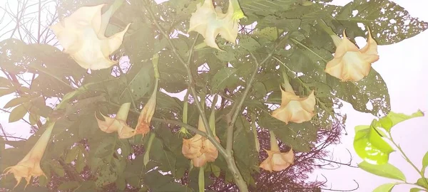 Güzel botanik fotoğrafı, doğal duvar kağıdı.