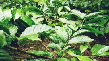 Taze yeşil kahve meyvesi ve doğal bahçedeki yapraklar