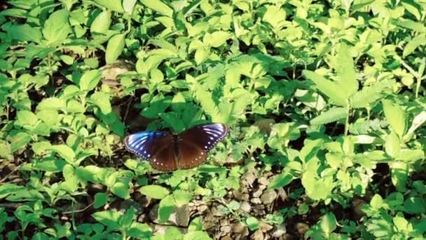 Zelený List Hnědý Bílý Motýl Zahradě — Stock video