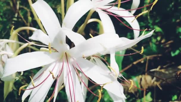 Красивый Белый Цветок Цветет Листья Hiji Дикий Сад Растений — стоковое видео