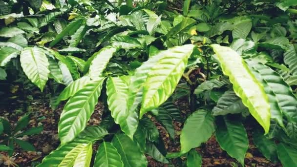 Čerstvé Zelené Kávové Ovoce Listy Přírodní Zahradě — Stock video