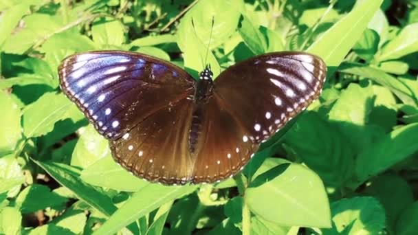 Πράσινο Φύλλο Καφέ Και Άσπρη Πεταλούδα Στον Κήπο — Αρχείο Βίντεο