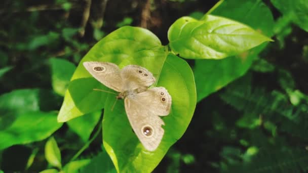 Hoja Verde Mariposa Marrón Blanca Jardín — Vídeos de Stock