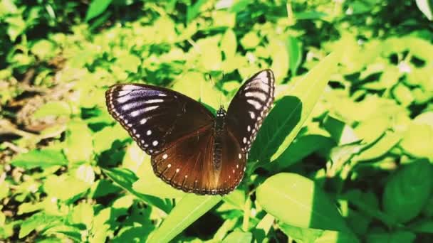 花园里的绿叶褐色和白色蝴蝶 — 图库视频影像