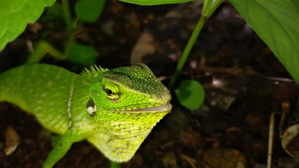 Iguana Verde Zoológico —  Fotos de Stock