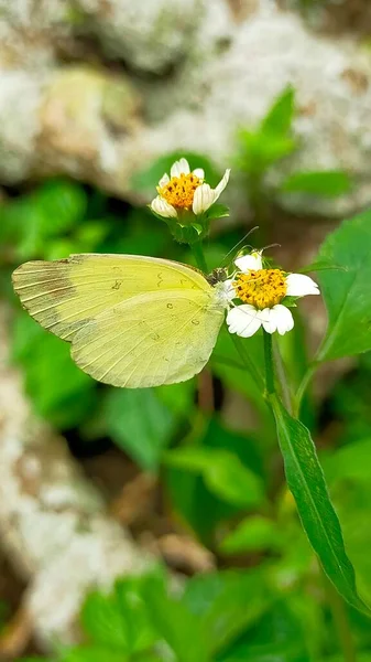Papillon Sur Une Fleur Printemps — Photo