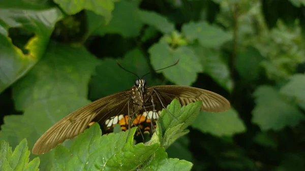 Метелик Зеленому Листі — стокове фото