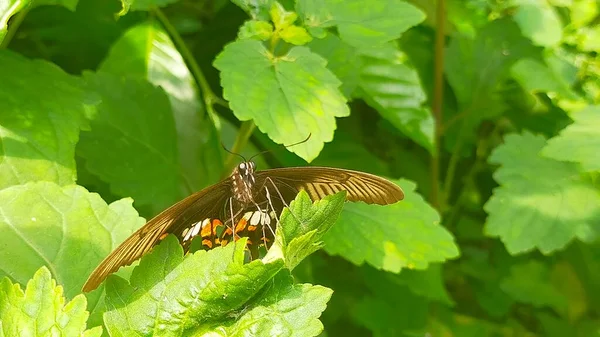 Метелик Листі — стокове фото