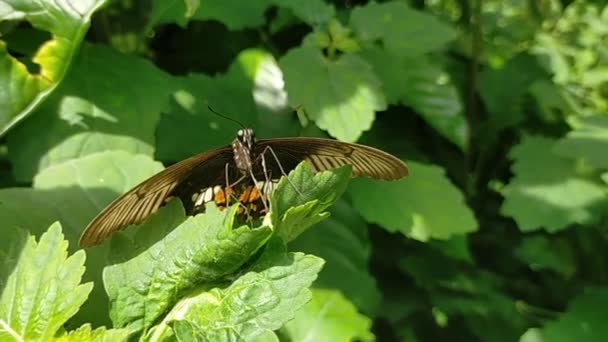 Schmetterling Fliegt Über Grünes Blatt — Stockvideo