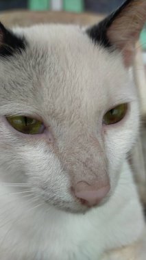 Tüylü sevimli bir kedinin portresi.