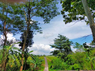 Dağlardaki ormanın güzel manzarası