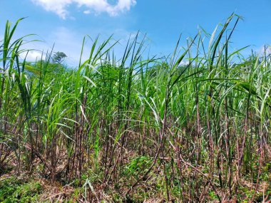 Yazın yeşil mısır tarlası