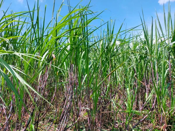 stock image green grass and blue sky