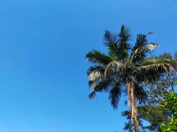 Pohon Palem Pada Latar Belakang Langit Biru — Stok Foto