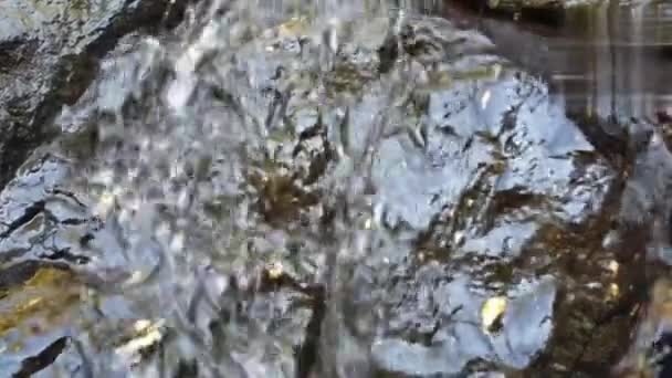 森の滝 — ストック動画