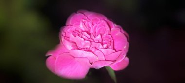 Bahçedeki güzel pembe lale