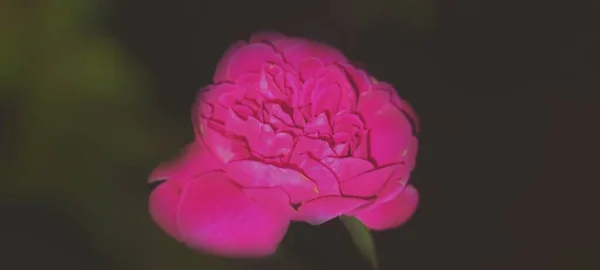 Bahçedeki pembe çiçek