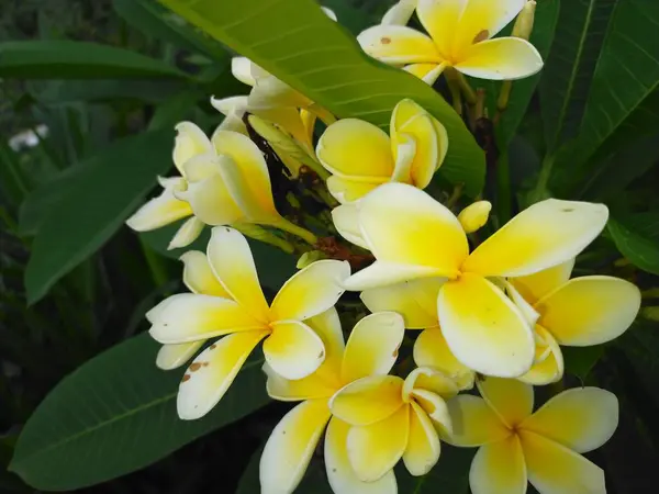 Yellow Frangipani Flowers Bright Green Leaves Indonesia Kudus Mountain Park Royalty Free Stock Photos