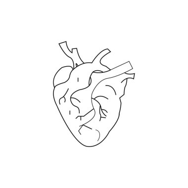 ANATOMİK Yürek İKTİ VECTOR SÜRÜLÜĞÜ SİMBOL DESİGN