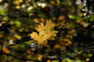 Yazın bir portakal ağacında yaprak