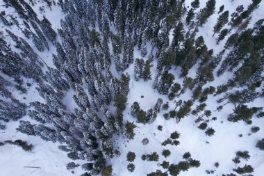 Top-down Aerial View of Snow-Covered pine trees forest in Himalayan Mountains during winter, Malam Jabba Swat Khyber Pakhtunkhwa Pakistan clipart