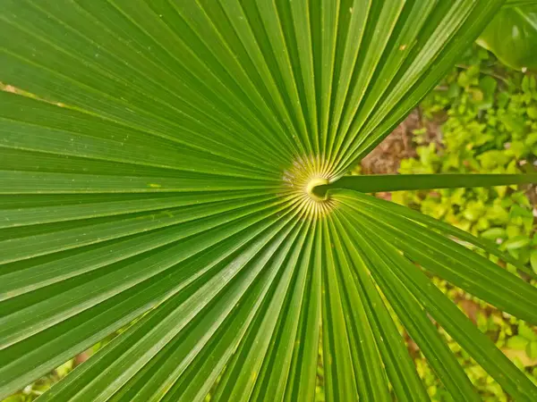 green palm branch with yellow center