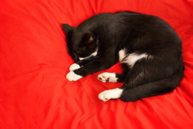 Kedi kırmızı bir bez üzerinde uyur. Kırmızı arka planda siyah beyaz kedi.